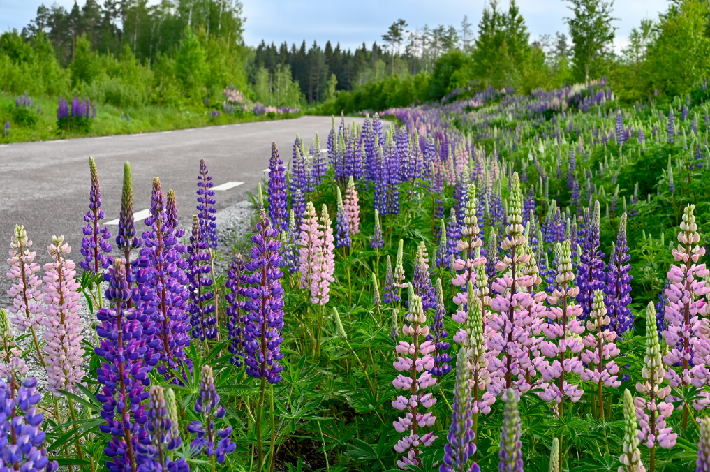 Värmland Sverige: Guide til opplevelser, natur og familievennlig ferie